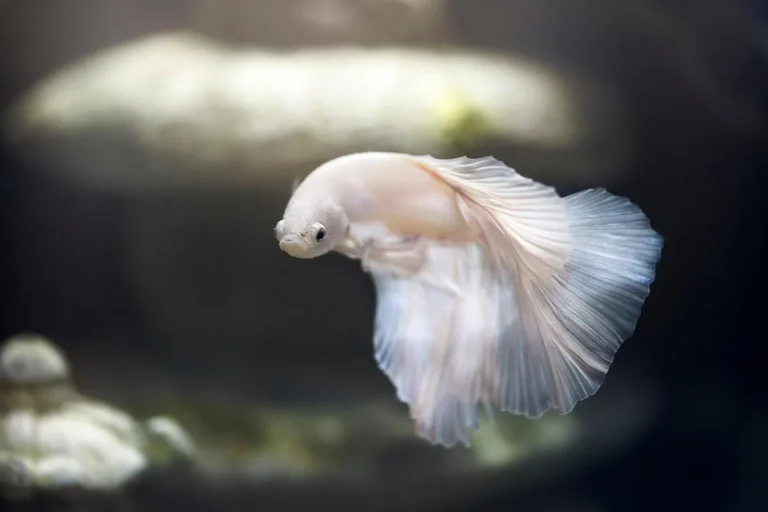 aquarium water change