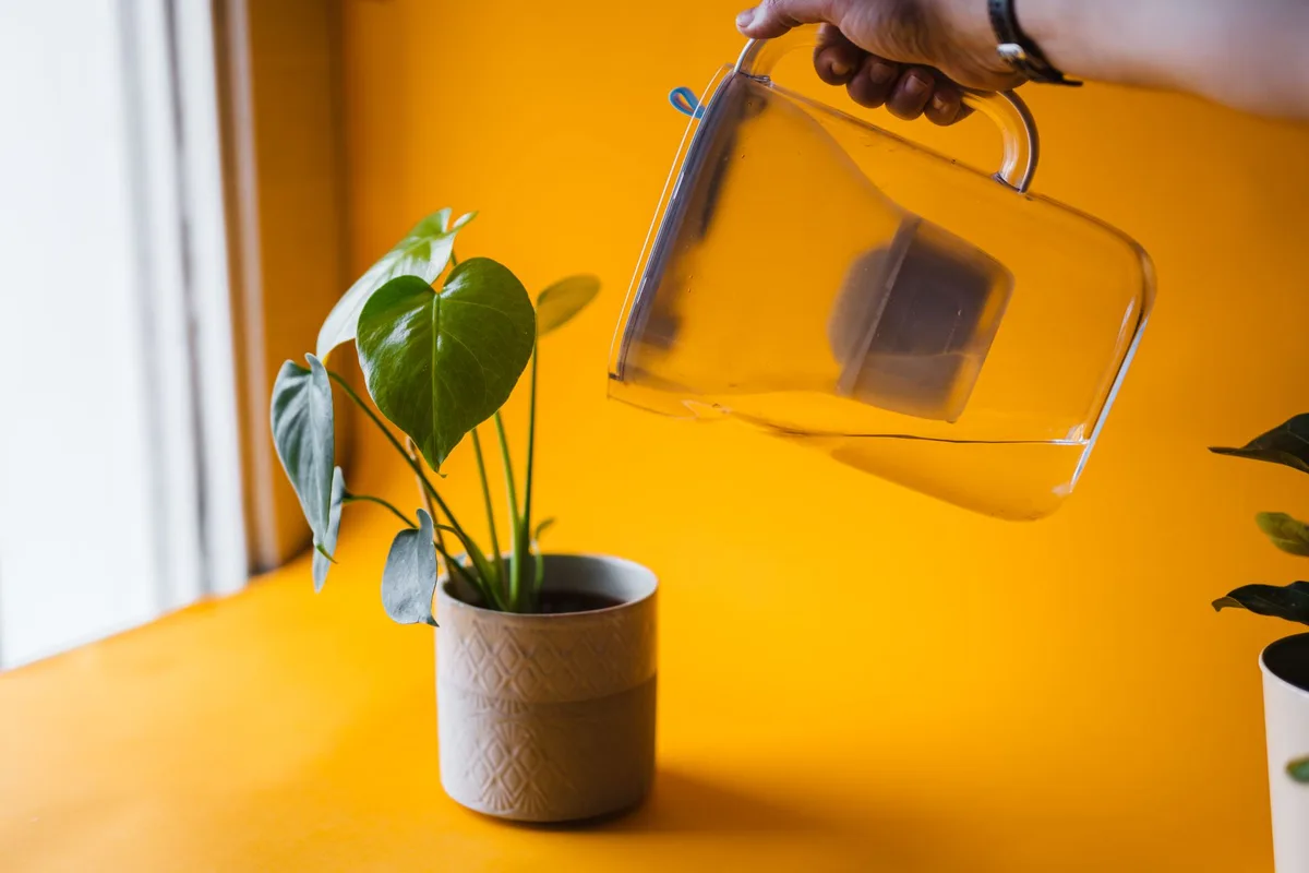 chlorine degassing pitcher