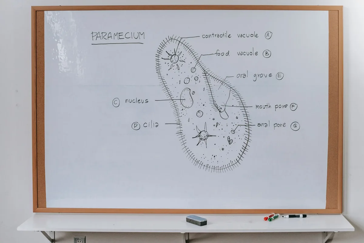oyster anatomy diagram