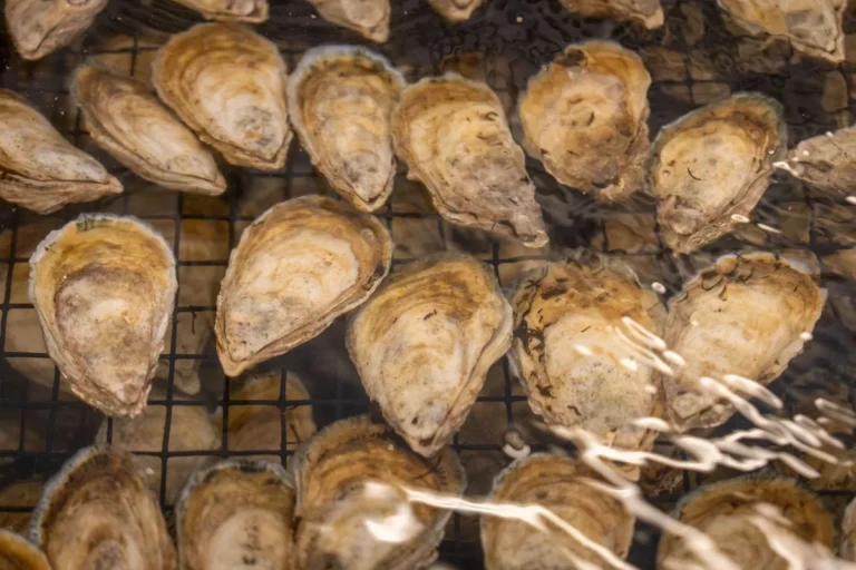 oyster filtering water