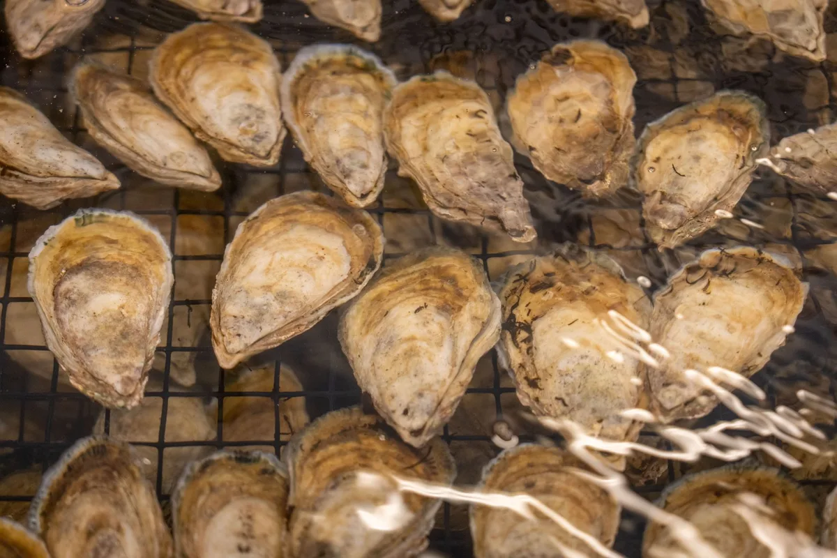 oyster filtering water