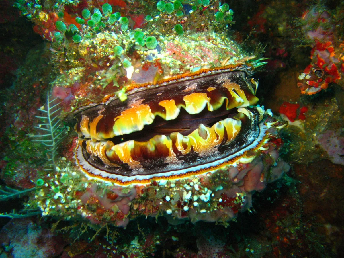 oyster habitat clean water