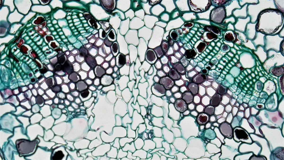 semipreable membrane pores